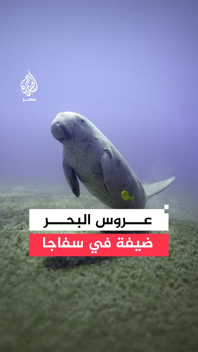 بعد أن ضل طريقه إلى شواطئ سفاجا.. إدارة المحميات الطبيعية تدعو لعدم تصوير "عروس البحر" أو إطعامه للحفاظ على سلامته