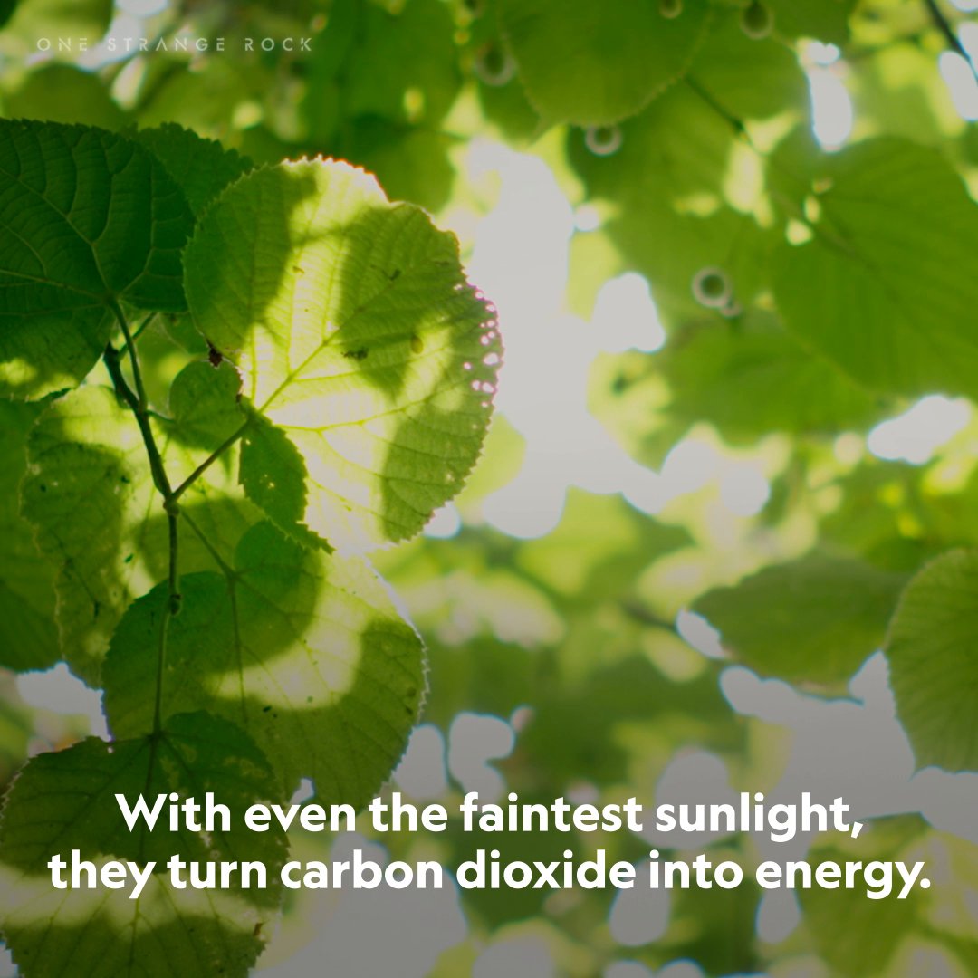 Our planet is a wondrous solar powerhouse 🌞✨ For billions of years, plants have been capturing sunlight and turning it into life—nature’s own incredible energy magic! #StepIntoWonder #OneStrangeRock is now streaming on Disney+ and Hulu.
