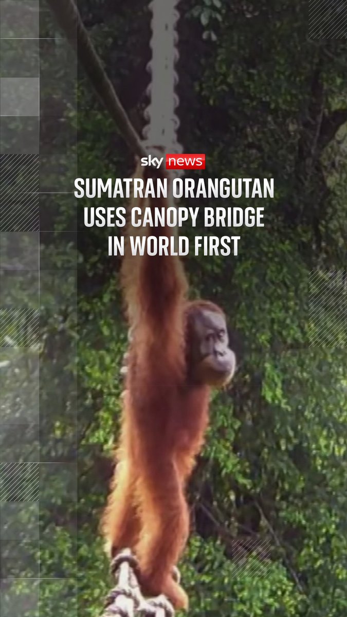 A Sumatran orangutan has been filmed using a canopy bridge in Indonesia, in what conservationists say is a world first for the species. Experts say the moment shows critically endangered orangutans can use canopy bridges to overcome forest fragmentation, a major threat to their survival. 🔗