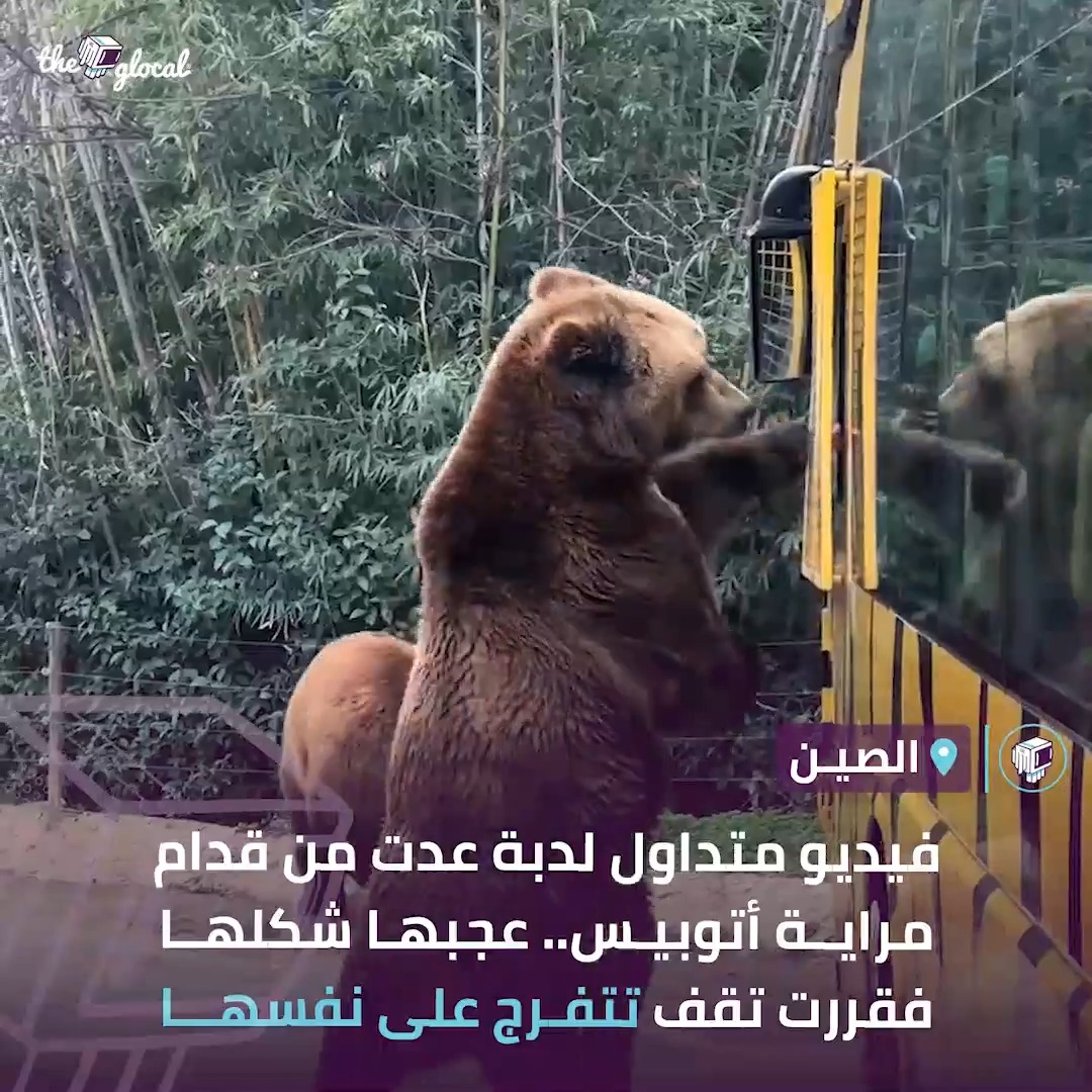 سبب تأخير الدبة عن ميعادها #TheGlocal | #ذا_جلوكال