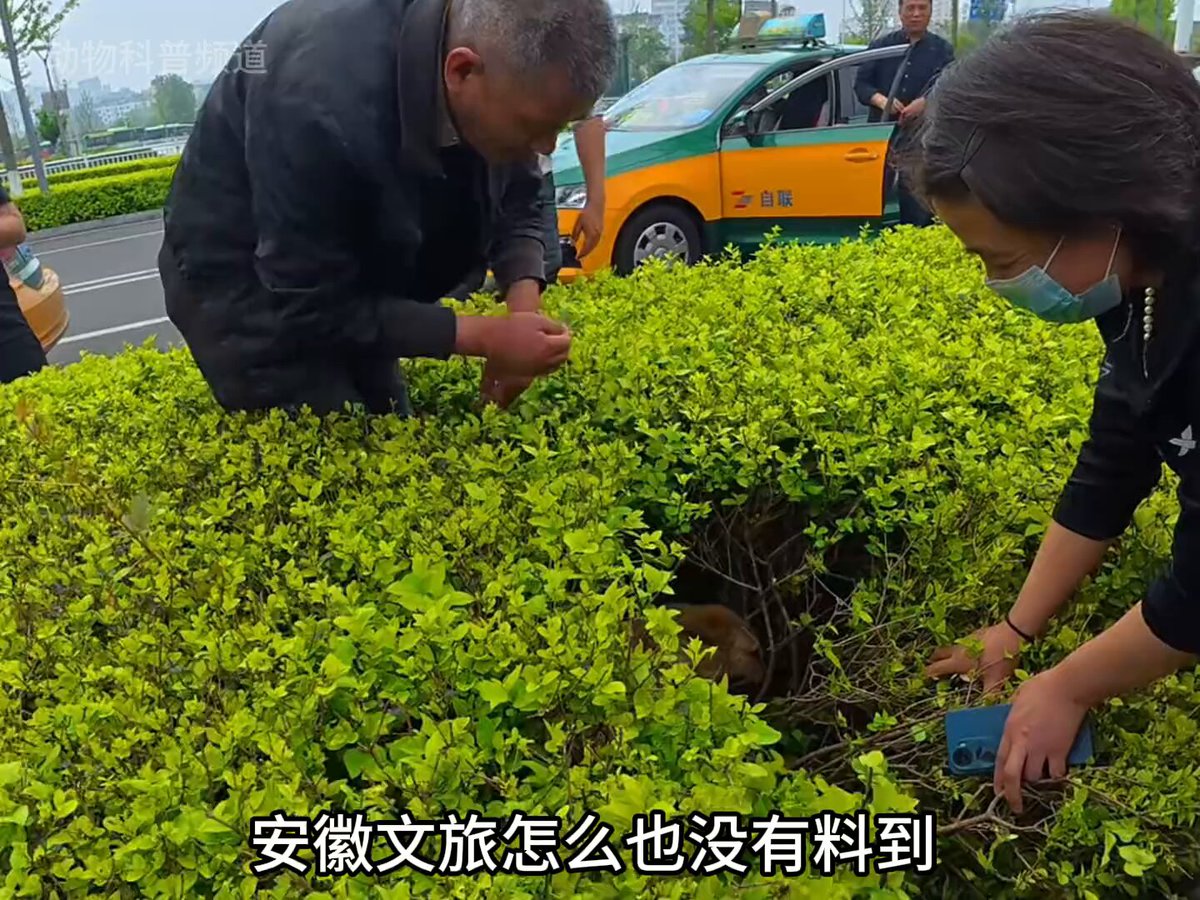 黄站长被车撞了躺在绿化带内等死。 没想到被爱狗人士和的哥接力救治。对，黄站长是条狗。一条常年在火车站附近流浪的狗，被的哥取名为黄站长。