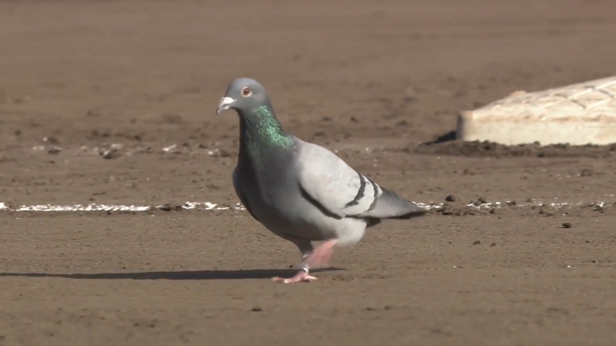 楽天モバイルにハト出現🐦 優雅にテクテク散歩👀 👇ライブ配信はこちら