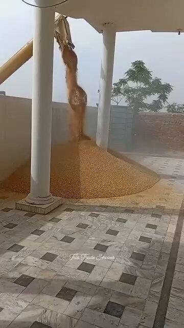 کسان گندم ڈائریکٹ اپنے گھر پر ان لوڈ کر رہے ہیں، اللہ انکے زرق میں برکت دے💚