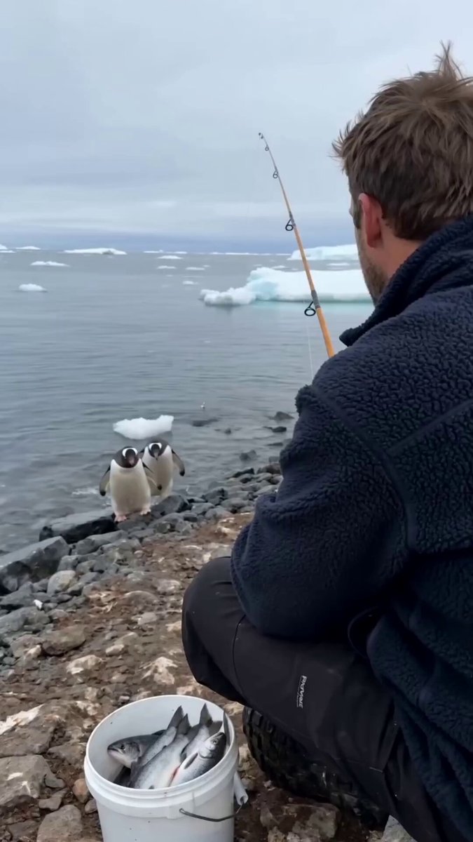 Talk about the cutest little thieves you'll ever meet! This patient fisherman had a bucket full of his daily catch, but two cheeky penguins decided they wanted a free lunch. Watch how boldly they waddle right up to him, grab a fish, and stroll away like nothing happened! You can't even be mad at a face that adorable.