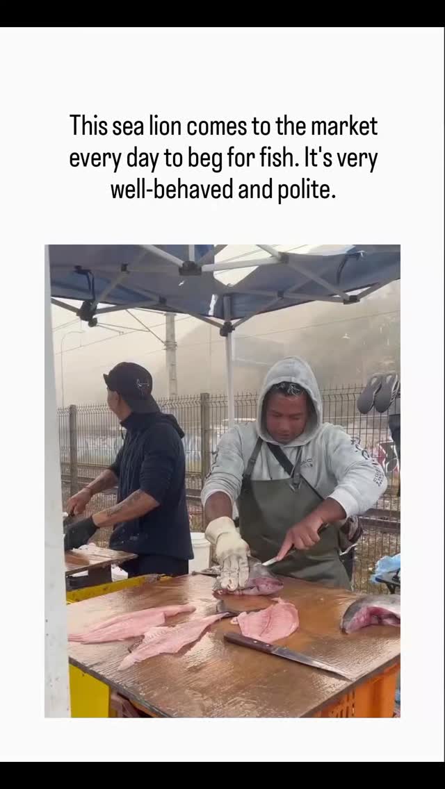 It’s a win-win-win. Sea lion gets the fish waste, vendor doesn’t have to dispose the waste, tourists come …