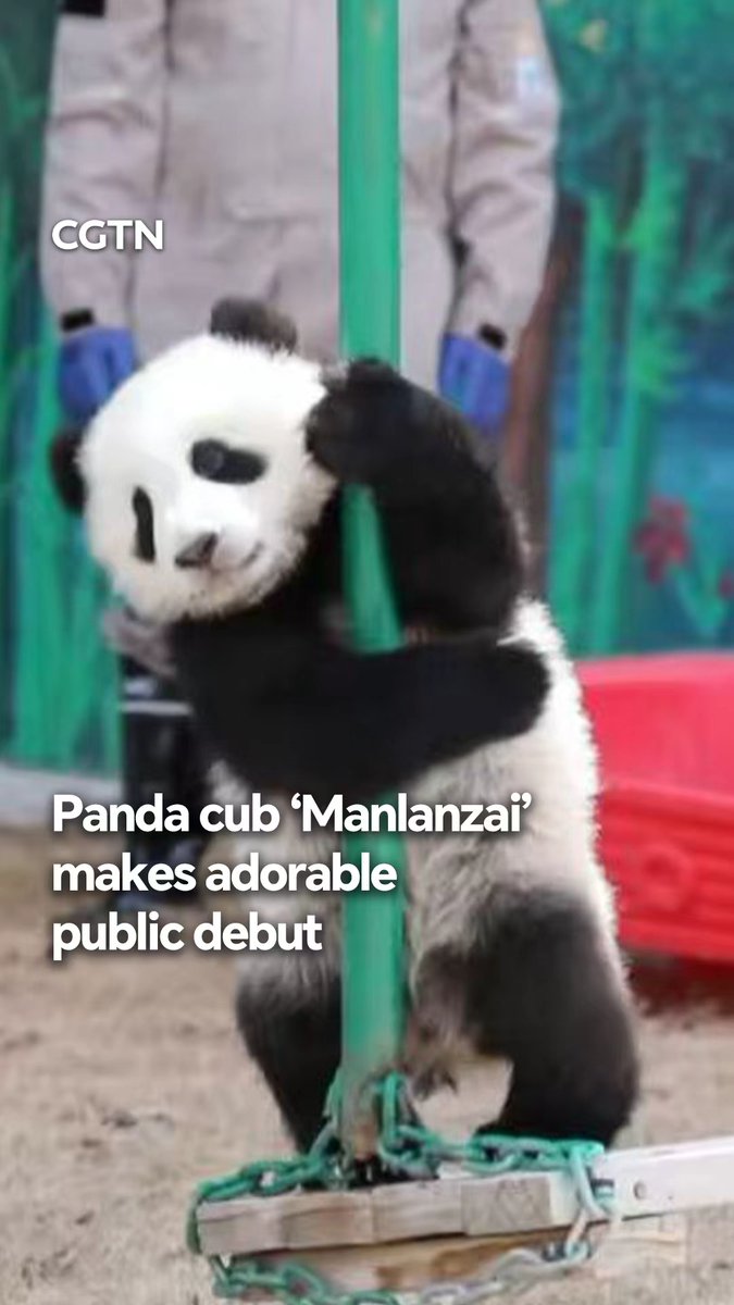 The first artificially bred panda cub at Lanzhou Wildlife Park, "Manlanzai," has recently made its official public debut. #ChinaMaxxing #ChinaSeen