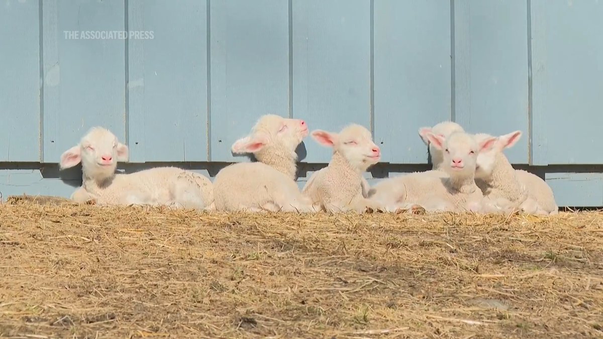 Farmers count sheep as a ewe gives birth to rare sextuplets on a Vermont farm. Read more here:
