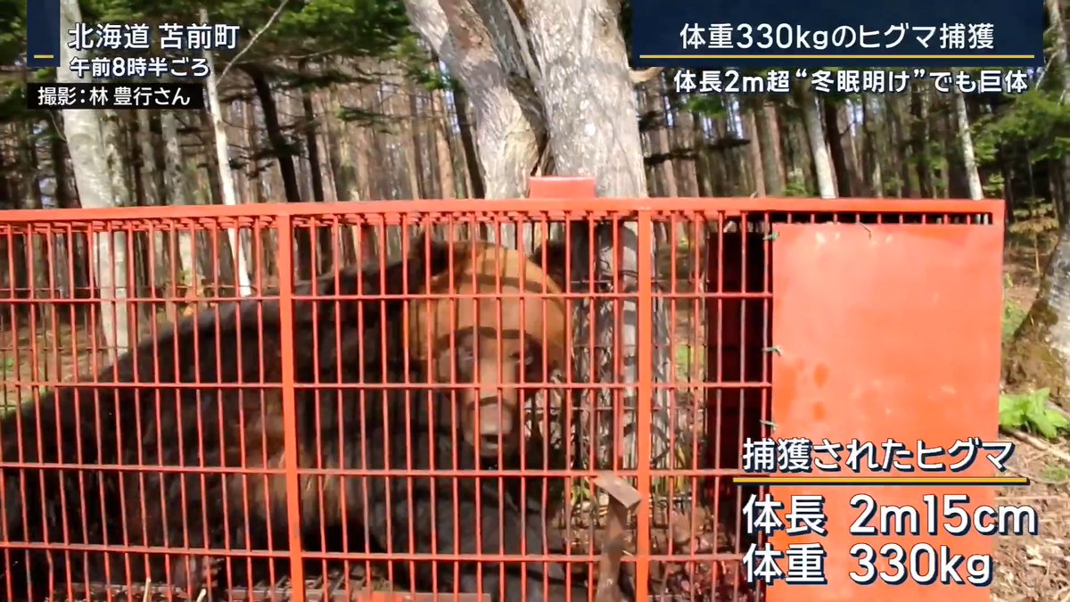 【冬眠から目覚め…330kg巨大ヒグマ捕獲】 ｜ 北海道・苫前町で体長2m15cm、体重330kgのヒグマを捕獲 地元猟友会の男性 「春に見てきたヒグマの中では最大。こんなに太っているのは初めて見た」 ヒグマは冬眠で体重が20～40%ほど落ちるという →冬眠前は体重が450kgあった可能性も 苫前町ではヒグマの目撃が相次ぐ 北海道大学大学院 獣医学研究院 下鶴倫人教授 「生息の密度を人里の周辺は特に落とす努力が必要。クマが出てこないような対策。両方を進めていくのが重要」