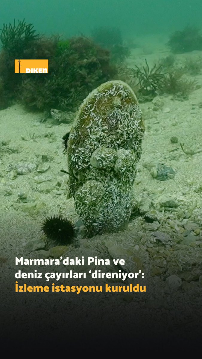 Kuzey Marmara kıyılarında nadir görülen pina ve deniz çayırı için bölgede izleme istasyonu kuruldu. Bilim insanlarına göre bu sınırlı alandaki varlık, ‘mucizevi’.