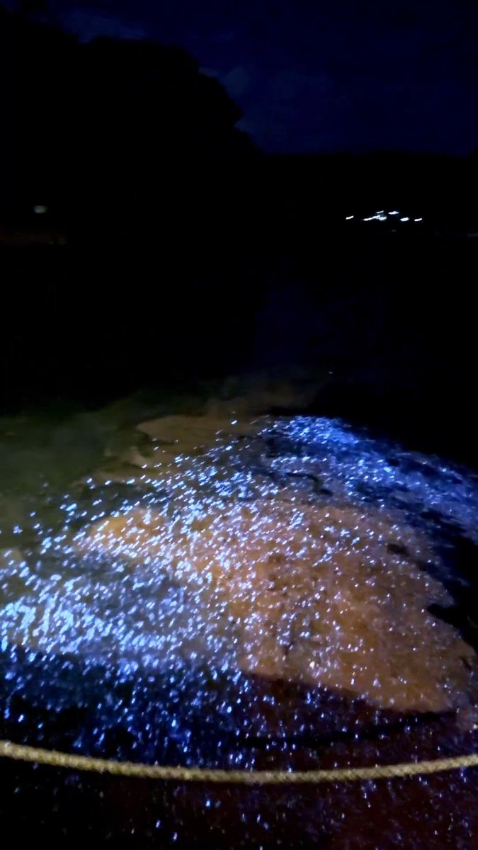 昨夜の内浦の夜光虫🌊 水面に触れると海が青く発光し、 まるで魔法を使っているような不思議な体験でした🪄💫 ＃夜光虫 ＃あわしまマリンパーク