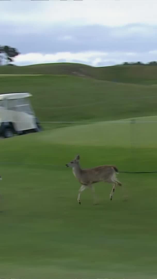 Spectators looking a little different at Bandon Dunes. Can't beat it.