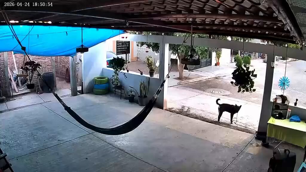 🚨 Indignación en Navojoa por presunto caso de maltrato animal contra “Toto” Fiscalía de Sonora En la colonia Las Villas, vecinos denunciaron una agresión contra un perro al interior de un domicilio. De acuerdo con la denuncia, un hombre identificado como David Adrián “N” habría ingresado a una propiedad y golpeado al can, provocándole lesiones de gravedad, entre ellas la fractura de sus patas. El ataque habría ocurrido luego de que el animal ladrara cuando un menor intentaba recuperar una pelota. Vecinos señalaron que el perro se encontraba dentro de su casa y actuó por instinto de protección, por lo que consideran la agresión como injustificada. Los propietarios ya interpusieron la denuncia correspondiente ante las autoridades, quienes tendrían conocimiento del caso.