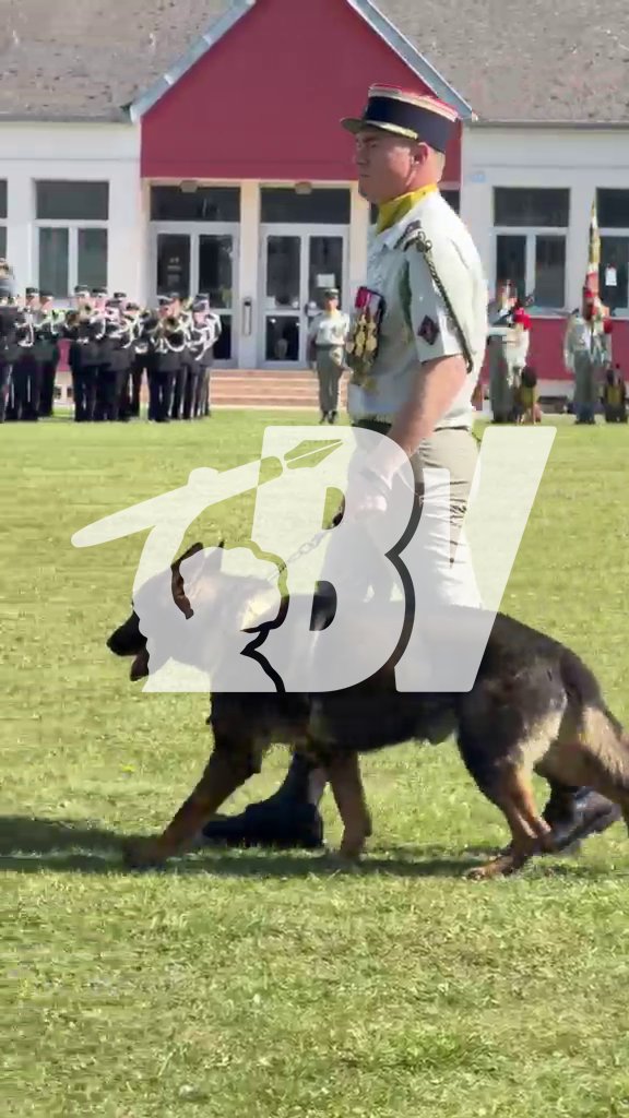 Le chien Ros était le binôme du caporal-chef Anicet Girardin. Il est présent à l’hommage rendu aujourd’hui par le 132e régiment d’infanterie cynotechnique. 📸 : Jean Bexon