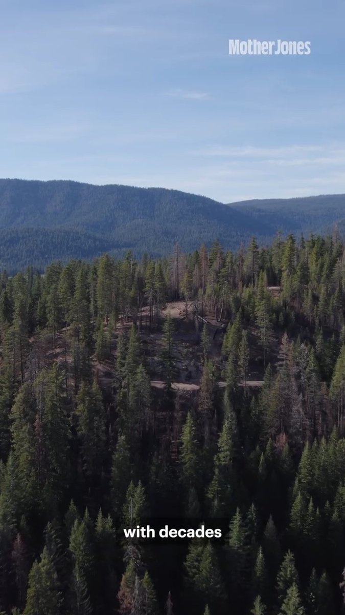Why is glyphosate, one of the most litigated chemicals in American history, being quietly sprayed across our national forests? This is the secret plan to cover the world in herbicide—that they don't want you to know about.
