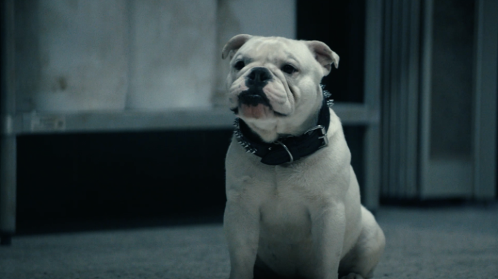 It's a doggy dog episode this week
