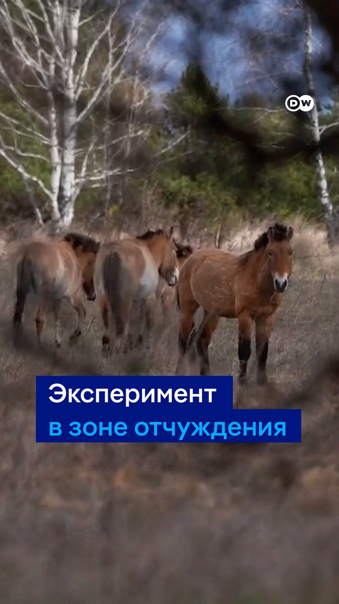 Эксперимент в Чернобыльской зоне превратился в уникальный природный феномен. Почти 30 лет назад сюда завезли диких лошадей Пржевальского. За эти годы место, где нельзя жить человеку, стало домом для редких животных, которые когда-то оказались на грани исчезновения