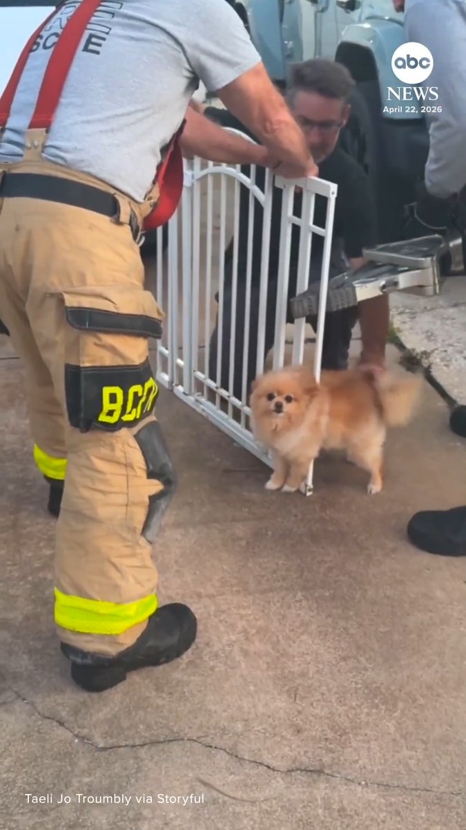 Firefighters were able to safely remove a Pomeranian in Florida after it became trapped in a baby gate, using a hydraulic tool to pry the gate open.