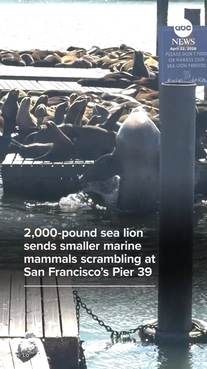 Two massive Steller sea lions are making waves in San Francisco, paying a visit to the city's famous Pier 39 — with video showing the smaller seals and sea lions who usually hang out there scrambling for somewhere else to sunbathe.