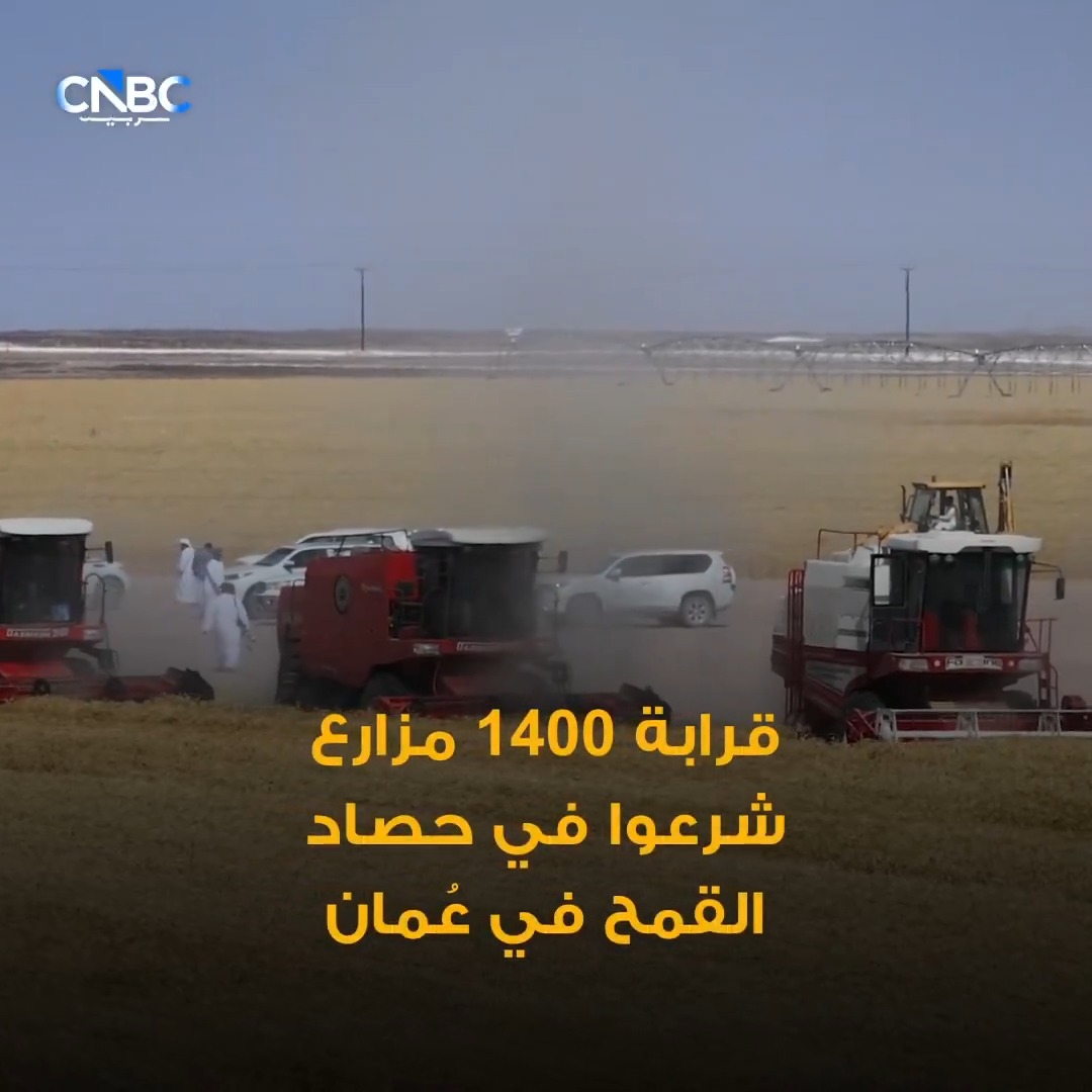 📌نحو 1400 مزارع شرعوا في حصاد القمح في عمان