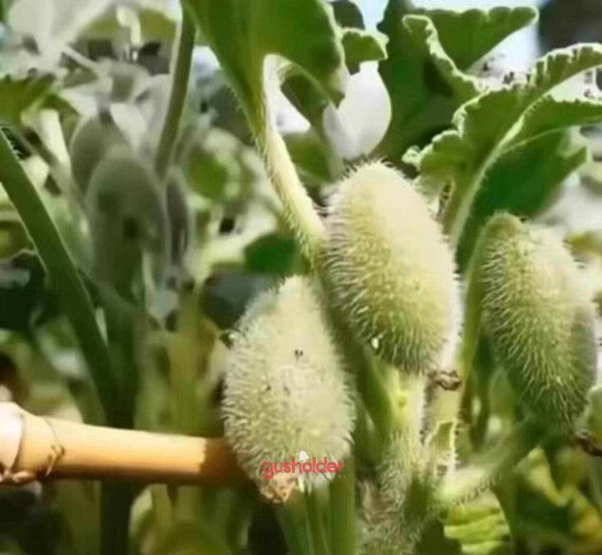“Eşek hıyarı” (squirting cucumber) bitkisi yakın çekimle görüntülendi. Bitki dokunulduğunda su fışkırtıyor.