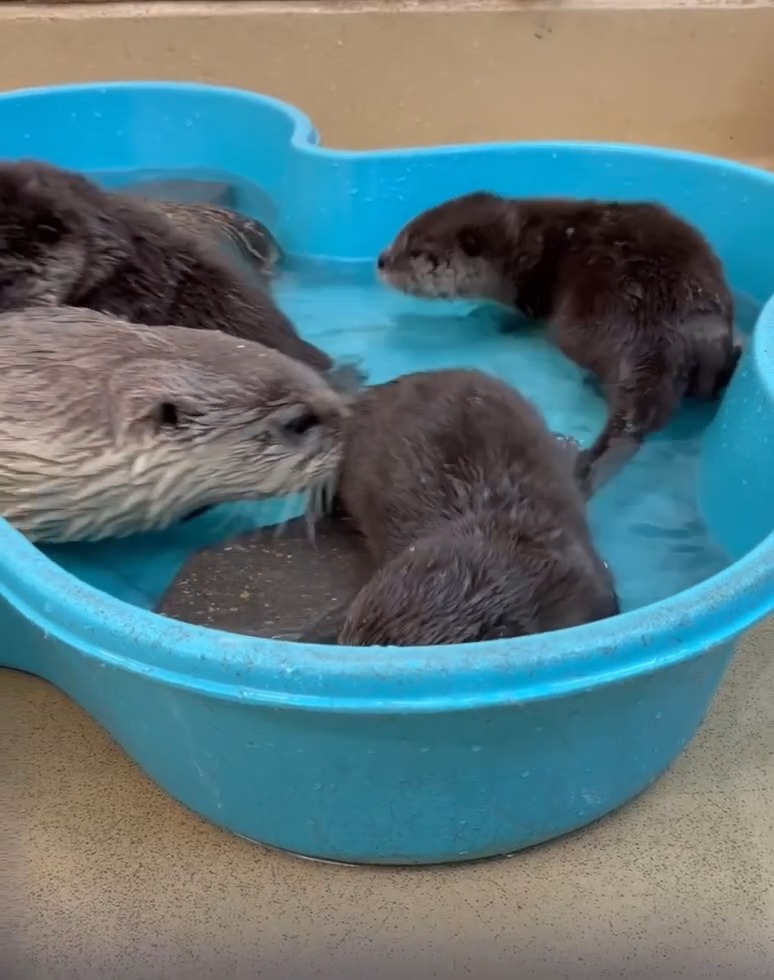 Beginning swimming lessons for Skie, Storm, and Sprout! As pups, North American river otters don’t naturally know how to swim, so these youngsters are starting slowly in a kiddie pool with mom Ursula. We are thrilled to welcome our new river otter habitat sponsor, Ottawa University Ottawa Universityonline. Each birth announcement is part of our Wild Beginnings program presented by Saint Luke's. 📷 Emma K.