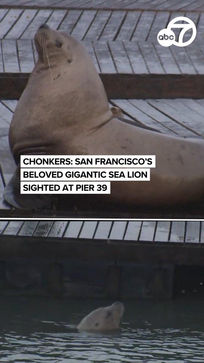 CHONKERS WATCH: The massive Steller sea lion nicknamed 'Chonkers' is turning heads - and drawing crowds - at San Francisco's Pier 39 after being spotted lounging among the docks. Steller sea lions can weigh up to 2,500 pounds, reaching up to 11-12 ft, roughly double, or even triple the size of a California sea lion. Read the story here: