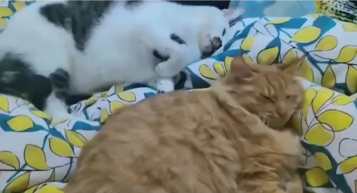 Bella is just trying to protect his friends