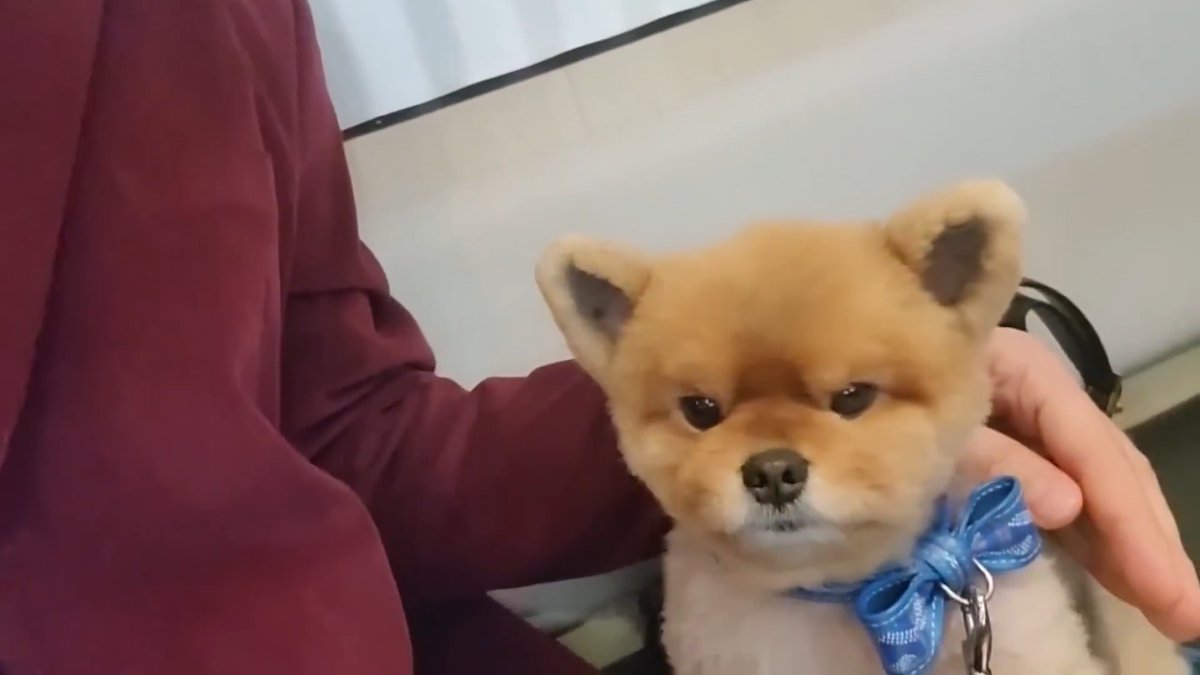 Cuteness timeline cleanse 🥰