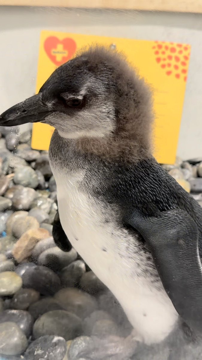 Audubon Aquarium's male African penguin chick o-fish-ally has a name - say hello to Jupiter! Jupiter is almost three months old and weighs nearly 7 pounds. As you can see, he’s almost lost all of his downy feathers, and his gray juvenile feathers are starting to come in. 🐧