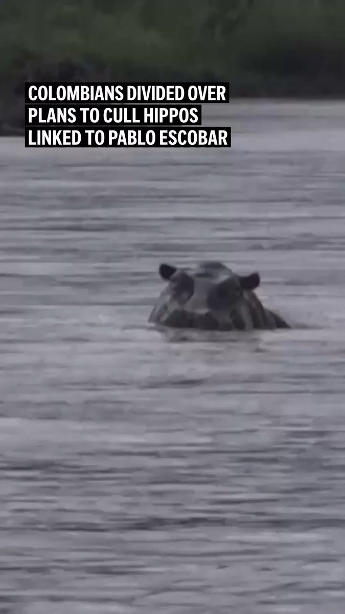 Along the Magdalena River, one of Colombia’s primary waterways, fishermen move with wary precision as hippos introduced by Pablo Escobar in the 1980s have become a major safety issue.