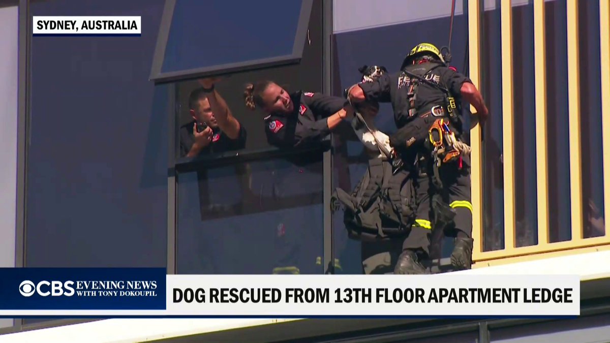 First responders rescued a curious Jack Russell who managed to make her way 13 stories up onto a ledge of her owner’s apartment building.