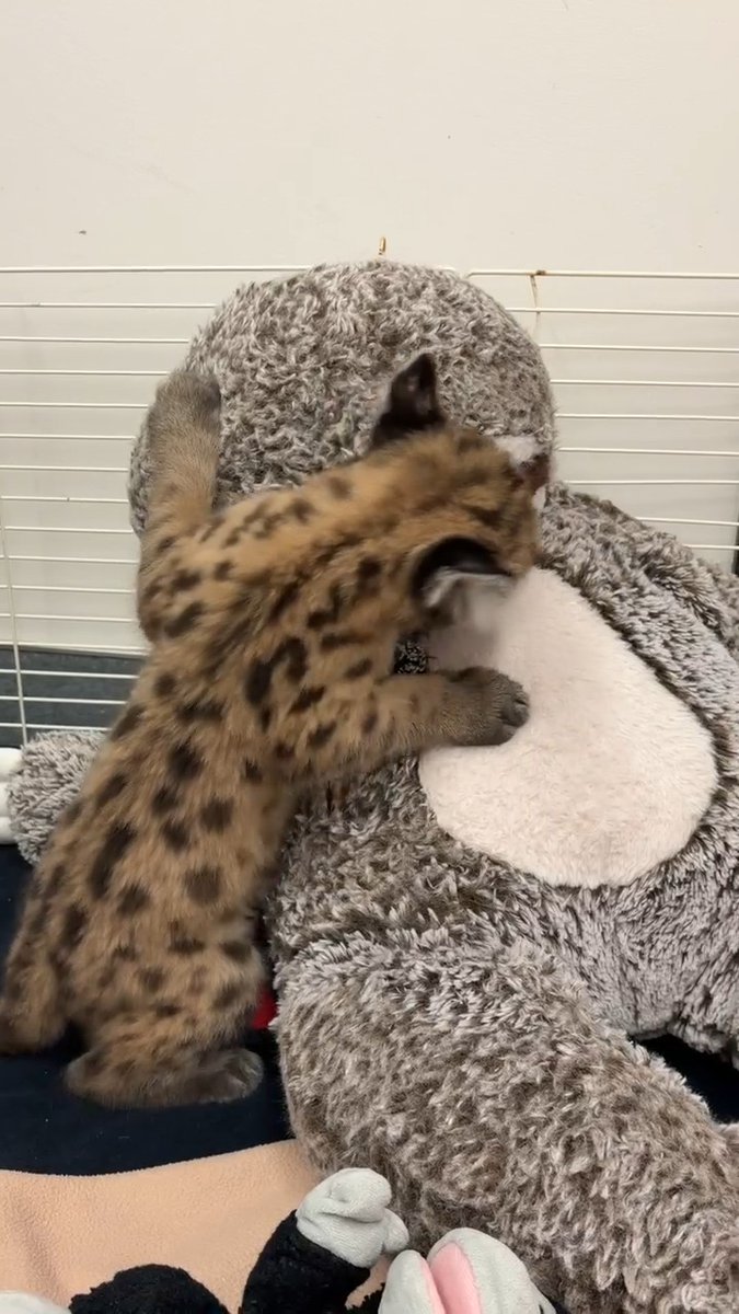CUBdate: Crimson vs. Sloth stuffie 🥊 Sloth didn't stand a chance! Hospital keepers are making sure Crimson is staying mentally and physically stimulated as he grows and his foot heals.....then he'll meet Clover 😻 😻 📸: Hospital Keeper Nikki