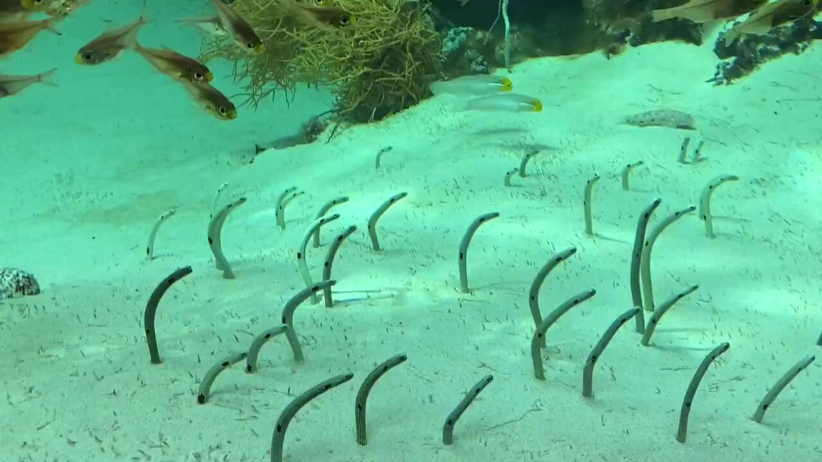 今日のチンアナゴたち。 かくれんぼ、絶好調‼️ #アクアマリンふくしま #福島 #水族館 #お出かけ