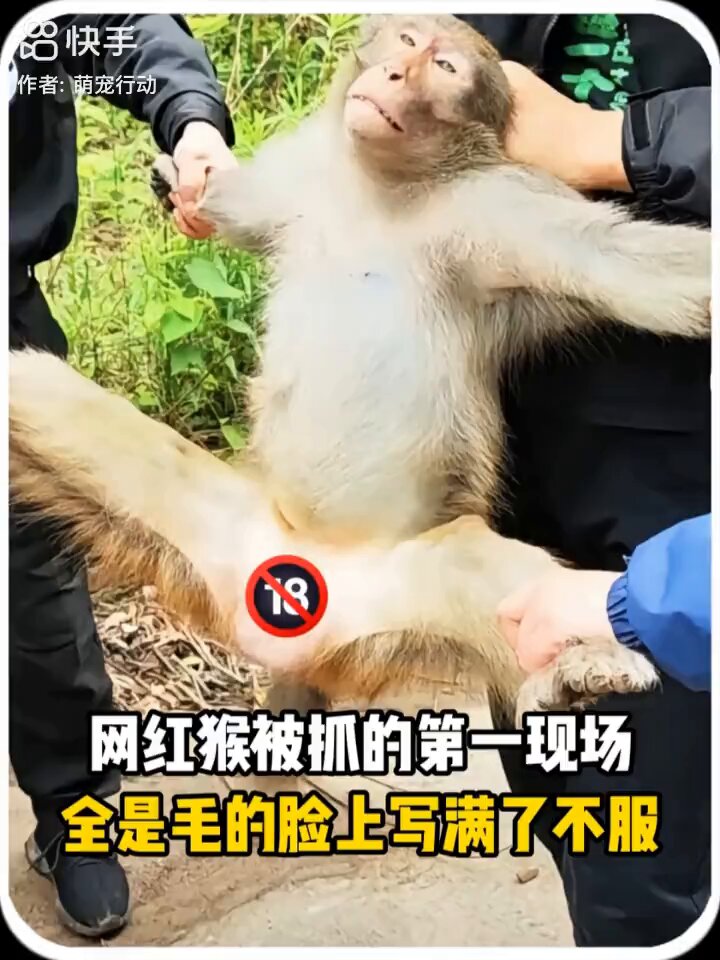 网红猴的兑变之路😂🌼🌼 #从网红跌下神坛 #水上漂猴