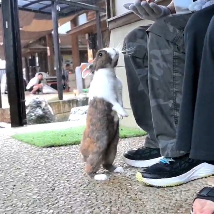 月うさぎの里🐰をご存知ですか？🥰 石川県で✨沢山のうさぎ様が居て触れ合える素敵スポット🤭 パッパはGW明けたら行ってくる予定🥰 ※年３回位行ってるかも🦆 皆様の周辺にも動物と触れ合えるお勧めスポットはあるかな🤭？