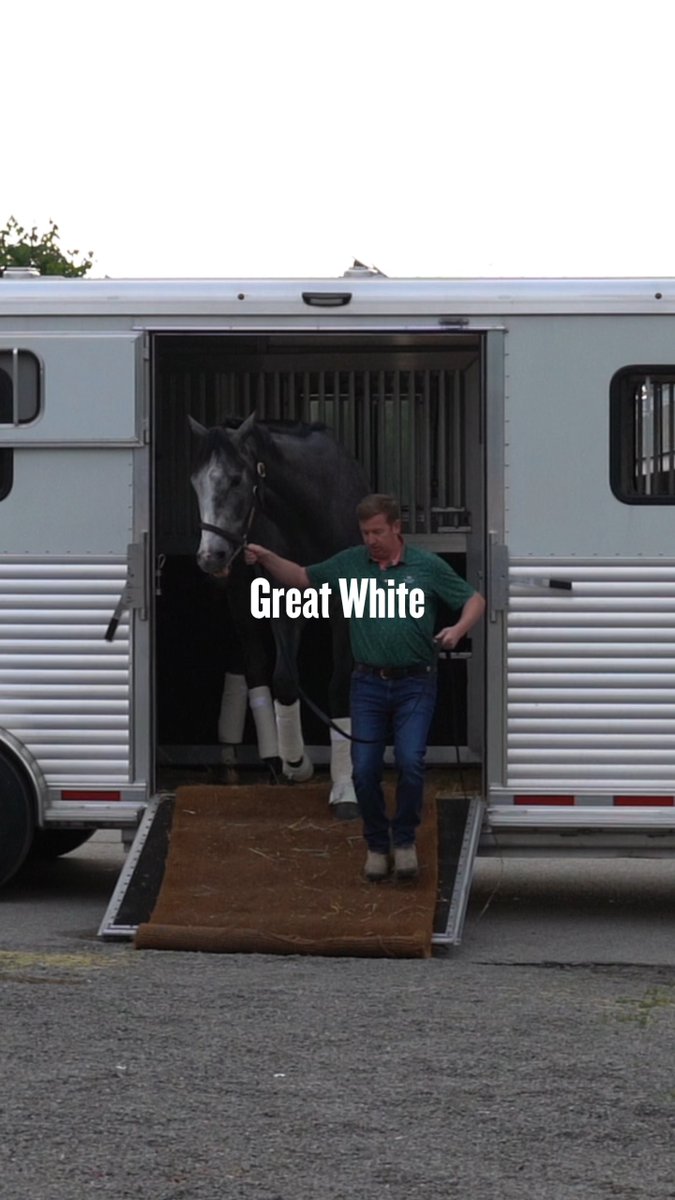 They won't need a bigger starting gate now. GREAT WHITE is in the Kentucky Derby!