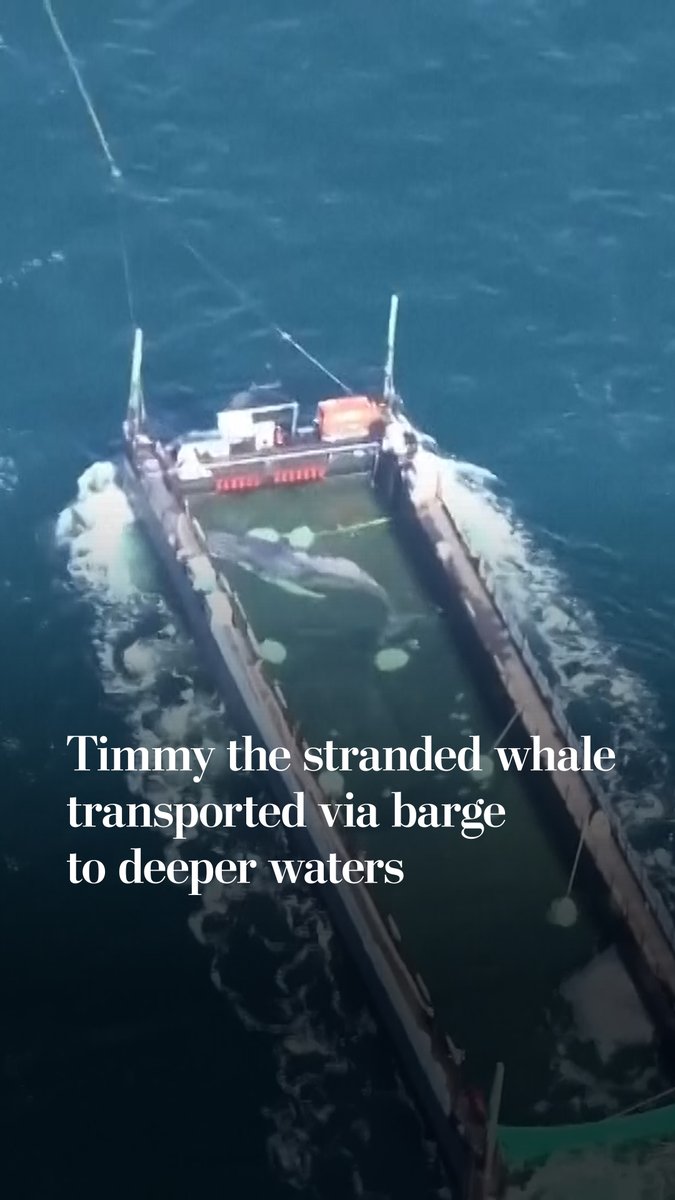 A humpback whale named Timmy is on a barge headed toward the North Sea after becoming repeatedly stranded near Germany's coast. Read more: