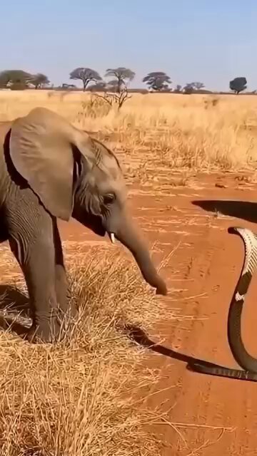 Mother Elephant Charges to Save Her Baby... Snake Didn't Expect This