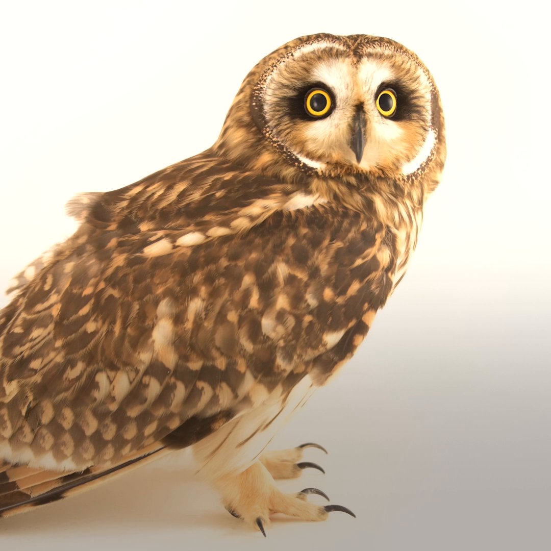 National Geographic Explorer and Photo Ark founder Joel Sartore has photographed thousands of animals. What does someone who's seen so many of Earth's incredible creatures find wondrous? People who devote their time to helping those creatures survive.