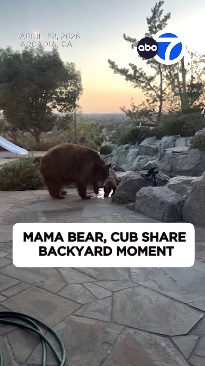 A mama bear and her cub were spotted exploring the backyard of an Arcadia home. 🥺🐻