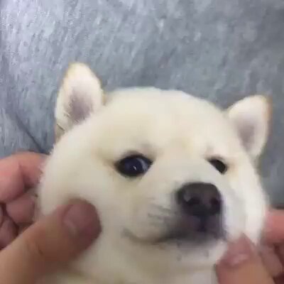 Aww so cute baby buddy 🐶🩷
