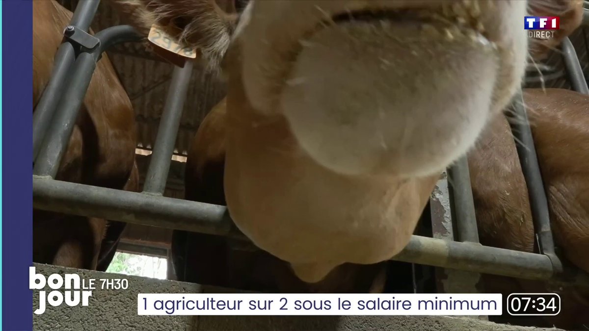 🔴 Bordeaux : cette institution du cannelé menacée ➡️ L'empire des cannelés Baillardran est en redressement judiciaire, accusé de vendre des pâtisseries congelées avec des arômes artificiels. 📺 Le journal de 7H30 de Garance Pardigon | #BonjourLaMatinaleTF1