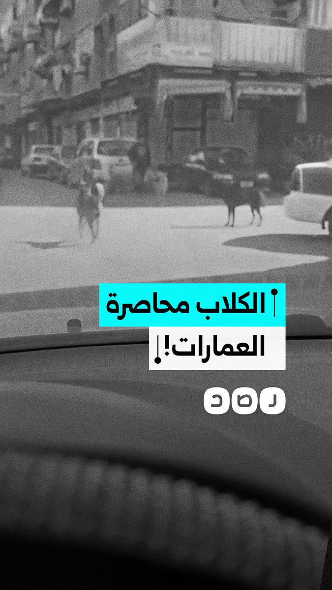استغاثة من "بورسعيد".. الكلاب الضالة تحاصر المداخل وترعب الأطفال يومياً