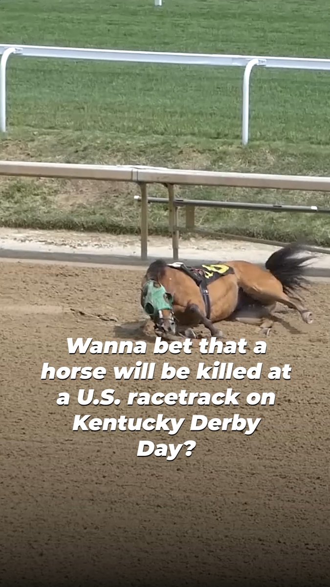 This is what can happen to horses when they’re forced to run at breakneck speeds in races like the Kentucky Derby. Meet just some of the victims and discover why you should NEVER bet on cruelty 💔
