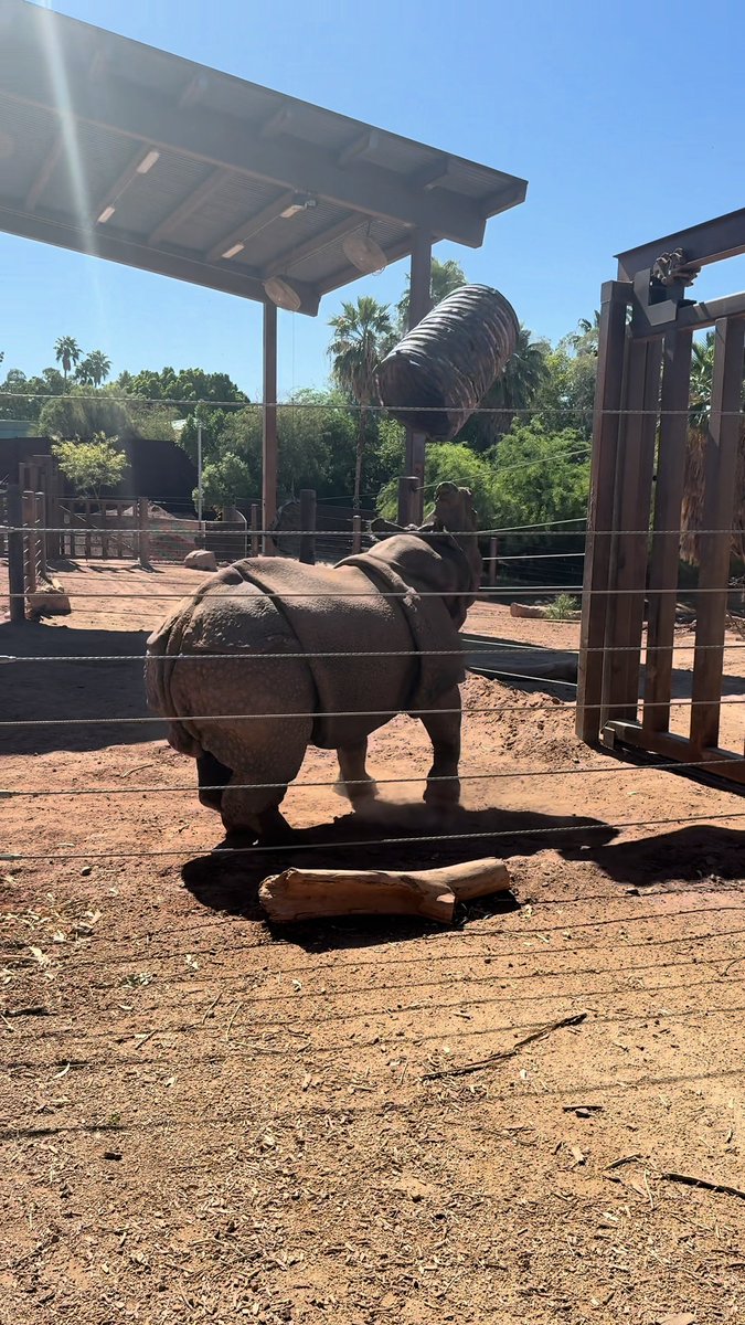 Chutti & LouLou: two rhinos that could not be more different ๐ Today is Save the Rhino Day, and we are raising awareness for these amazing creatures. While their personalities differ, these rhinos both face the same severe threats of poaching and habitat loss in the wild.