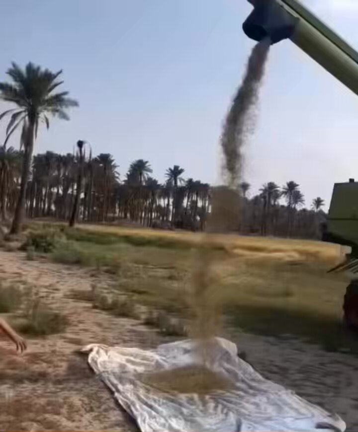 فرحة فلاح عراقي بنتائج محصولة