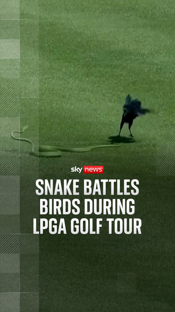 A vine snake found itself under siege on the 13th hole of the El Camaleon Golf Course in Mexico. The animal appeared to win its battle, successfully chasing off its avian predators. 🔗