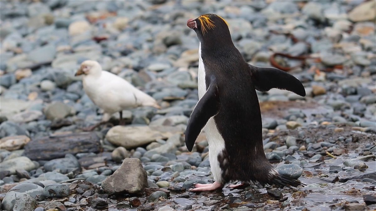 Penguins are some of the world’s most charismatic birds. They look like they’re wearing suits. They appear to fly underwater. And they waddle like sumo wrestlers. Now, scientists say they’ve finally pinpointed the muscle behind this endearing gait: an enigmatic and long-misunderstood tissue that forces the bird’s lower limbs to stay close to its body near the knees. The adaptation not only contributes to penguins’ signature waddle, it also helps keep their bodies streamlined when underwater, allowing them to move efficiently on both land and sea. Learn more: News from Science