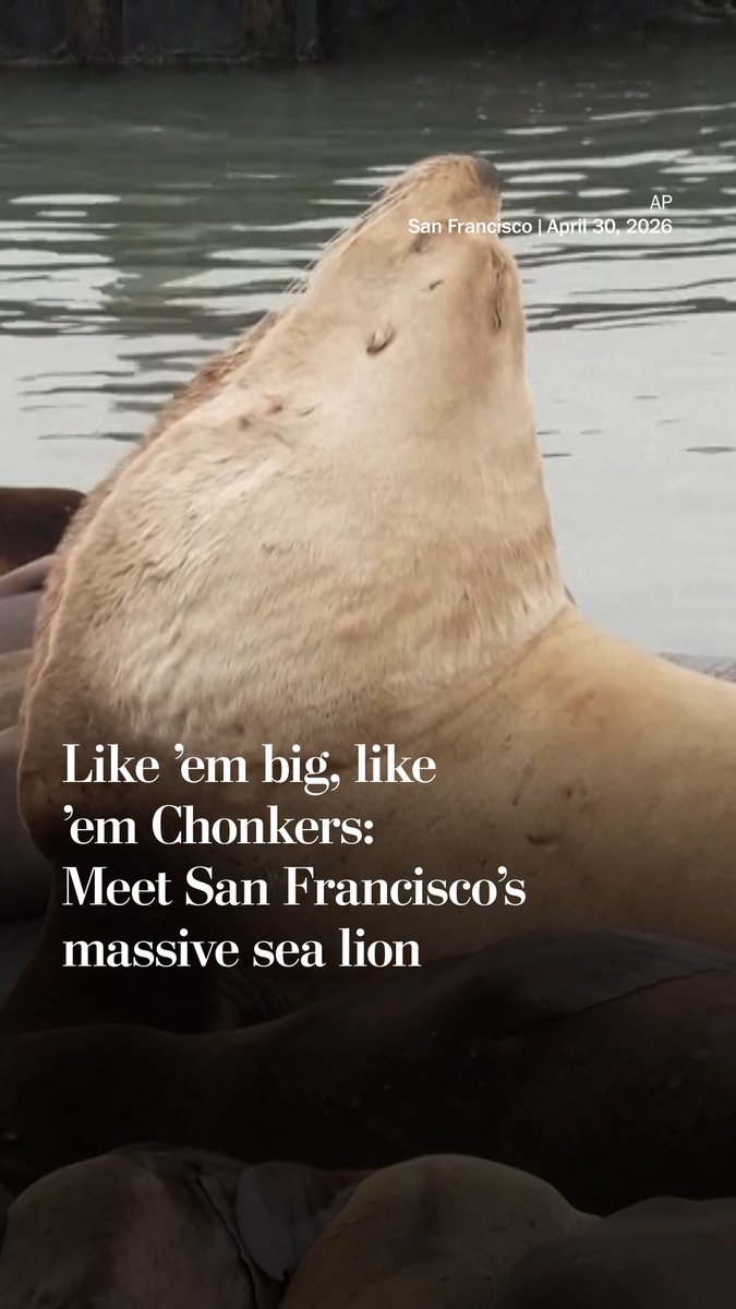 A massive sea lion nicknamed Chonkers is waddling his way into the hearts of tourists and locals who have flocked to San Francisco’s Pier 39 for a glimpse.