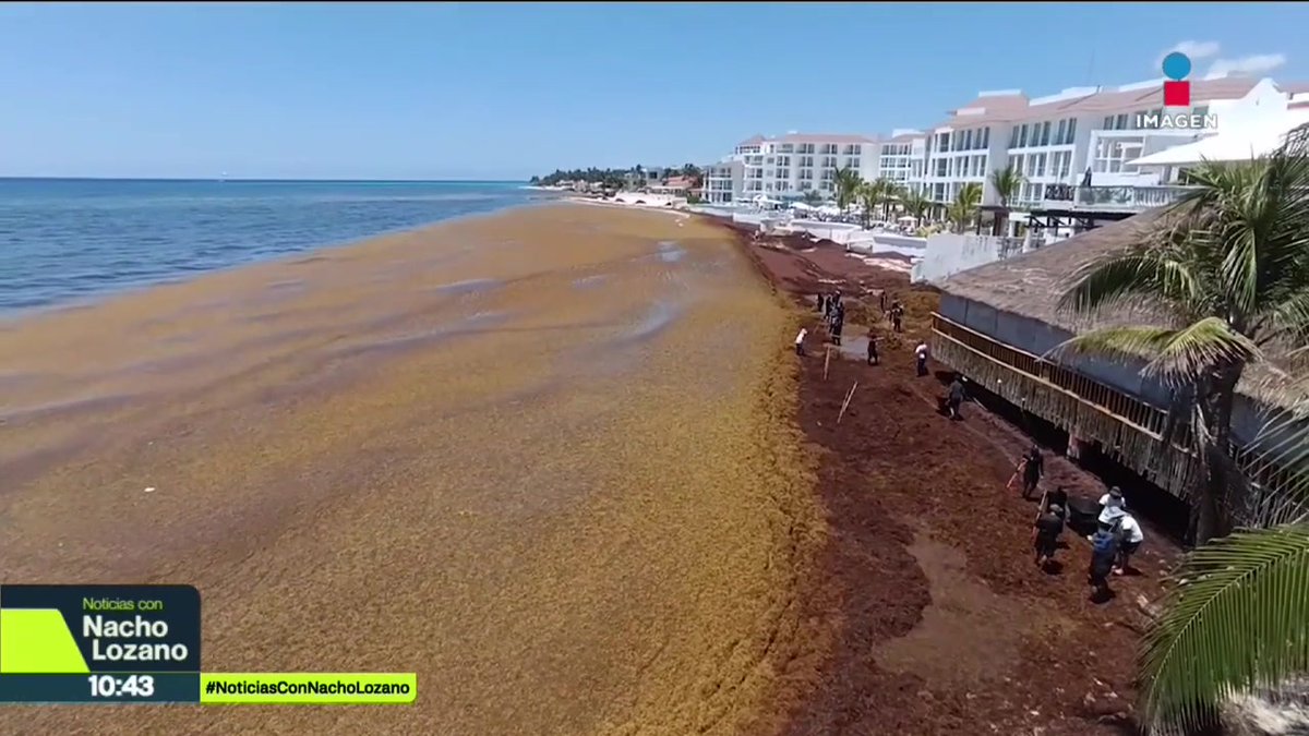 Miles de toneladas de sargazo adelantaron su llegada a las costas de Quintana Roo. Y tal parece que este año la cantidad tendrá cifras récord. Así se ve la marea marrón que rebasa cualquier intento de recolección: